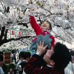 A child touches cherry blossoms