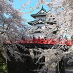 A pagoda in a Sakura park